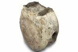 Fossil Triceratops Vertebra Centrum - Montana #245942-1